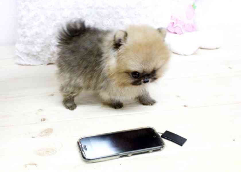 Prodám štěňátka německý špic trpasličí (pomeranian) - foto 2