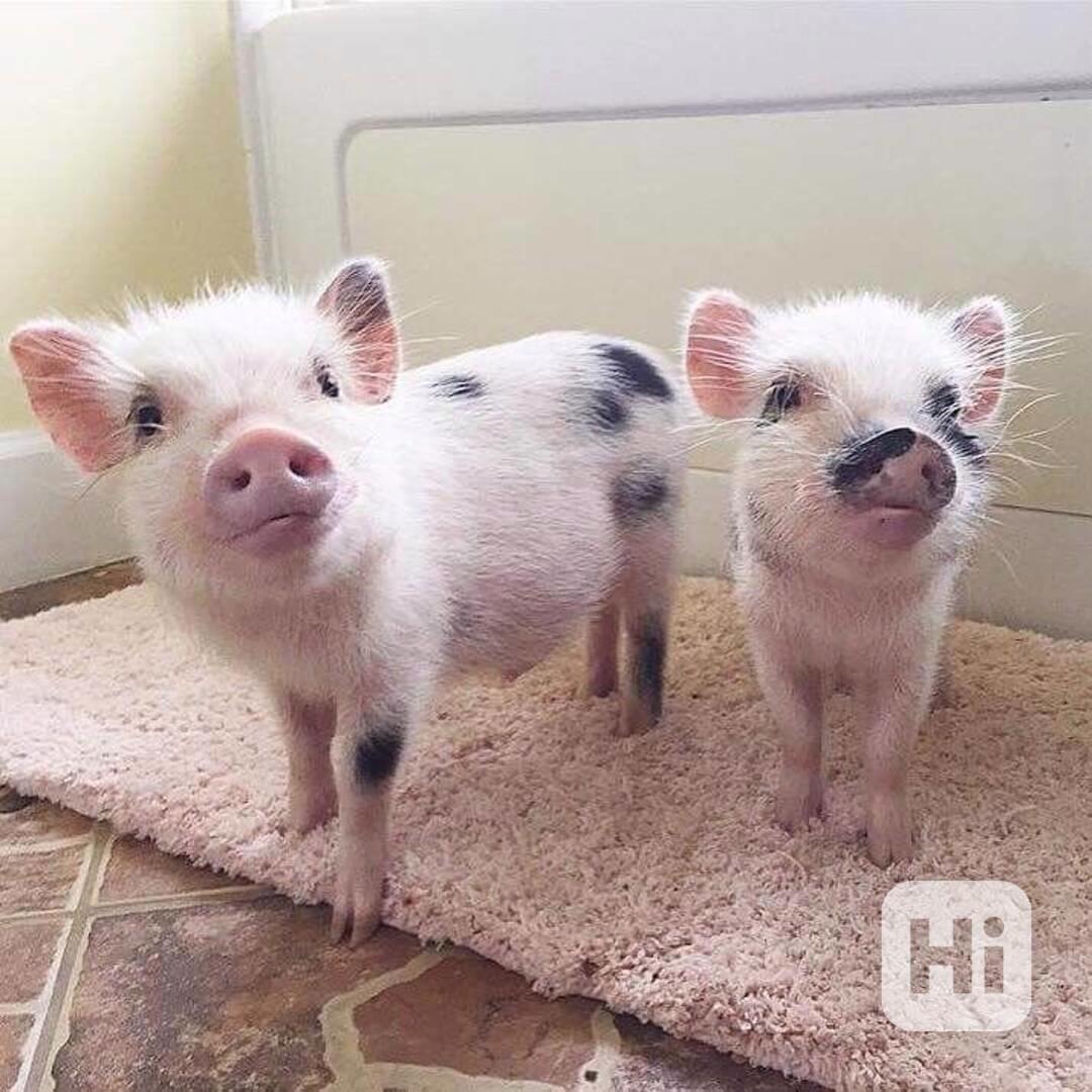 Nejroztomilejší prasátka na prodej - foto 1