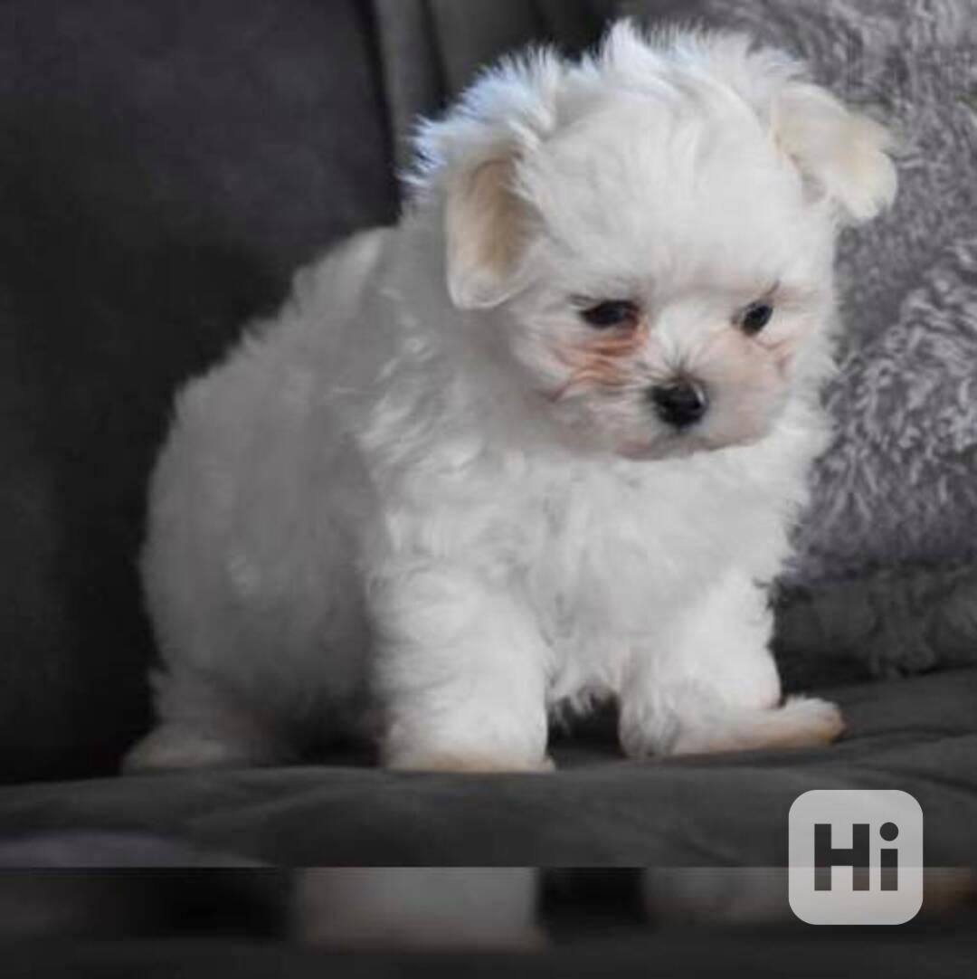 štěňata maltézského ovčáka, samci a samice - foto 1