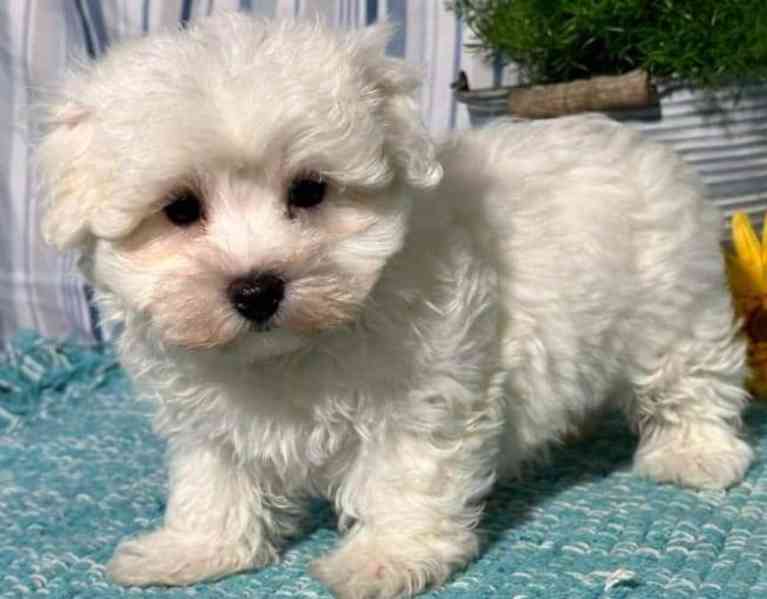 štěňata maltézského ovčáka, samci a samice - foto 2