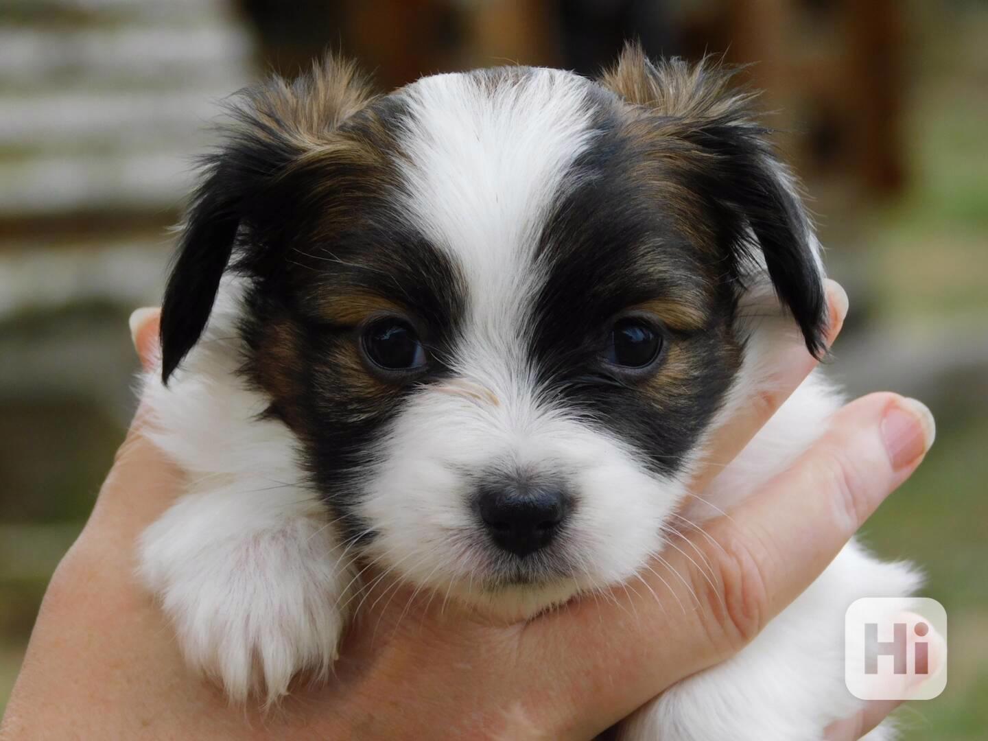 Štěňata papillonů k adopci - foto 1