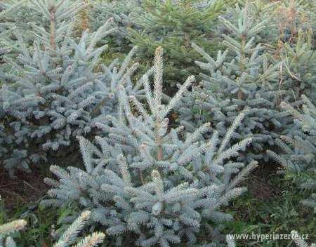 Výprodej čerstvých vánoční stromků v pátek 23.12. od 9.hod. - foto 3