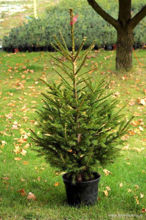 Výprodej čerstvých vánoční stromků v pátek 23.12. od 9.hod. - foto 6