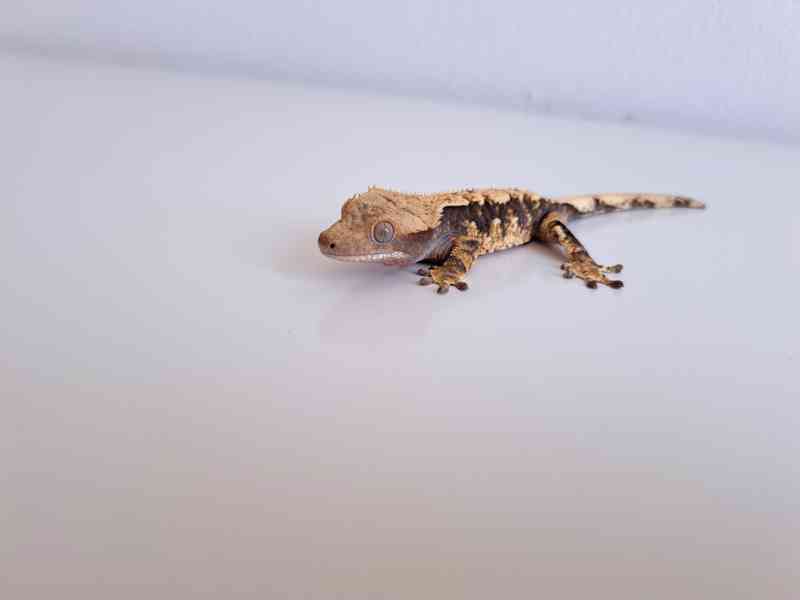 pagekon řasnatý - foto 2