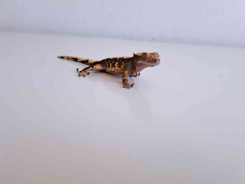 pagekon řasnatý - foto 3