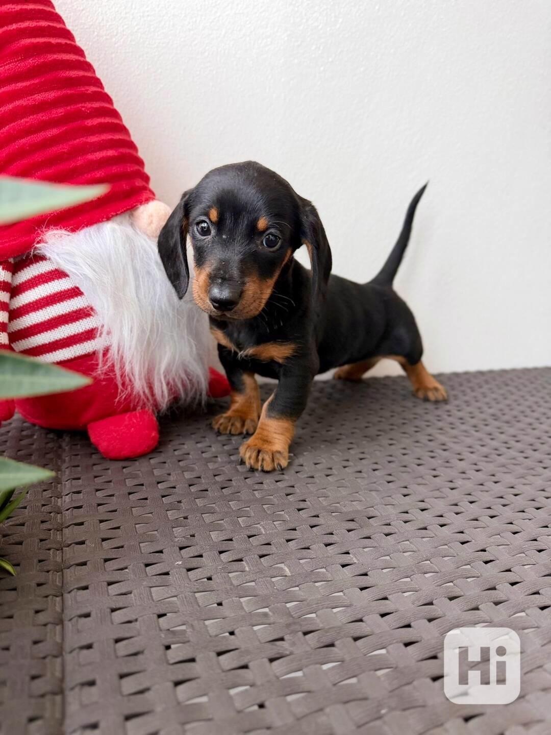 Jezevčík hladkosrstý trpasličí bez PP  - foto 1