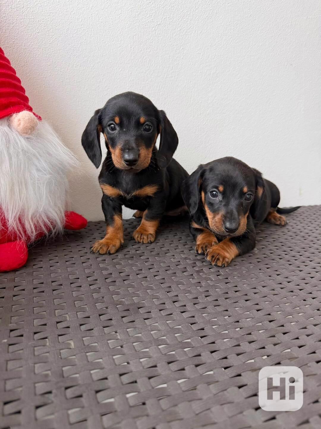 Jezevčík hladkosrstý trpasličí bez PP  - foto 1