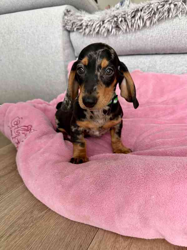 Merle Jezevčík hladkosrstý trpasličí bez PP  - foto 1