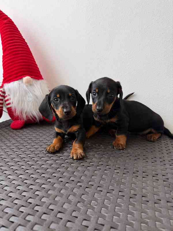 Jezevčík hladkosrstý trpasličí bez PP  - foto 6