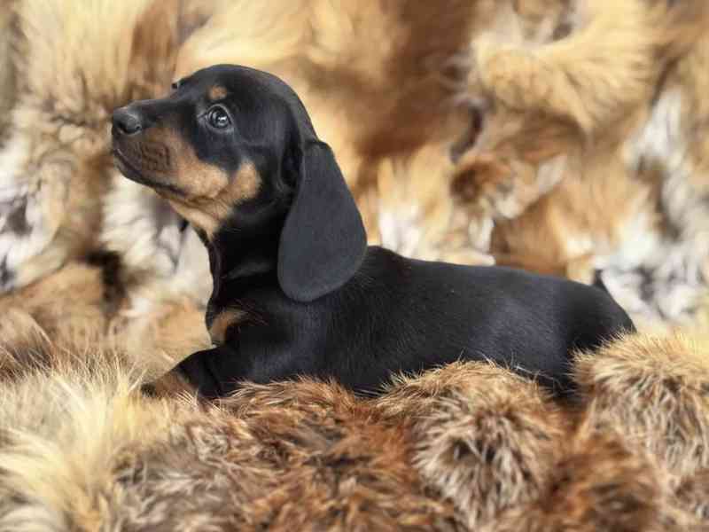 Jezevčík hladkosrstý trpasličí bez PP  - foto 1