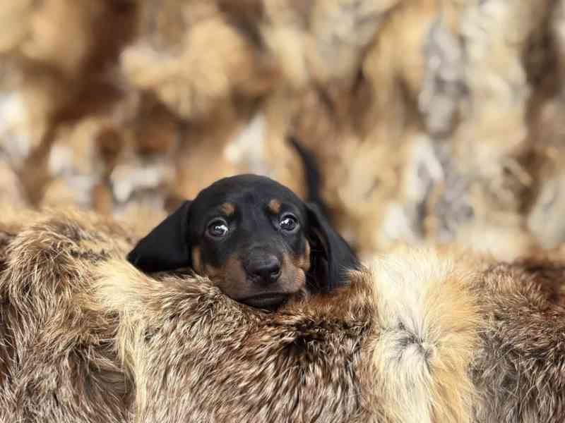 Jezevčík hladkosrstý trpasličí bez PP  - foto 1