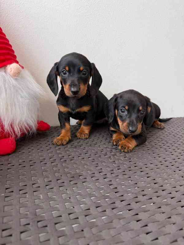 Jezevčík hladkosrstý trpasličí bez PP  - foto 1