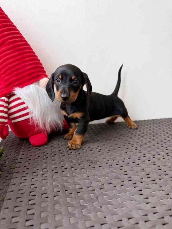 Jezevčík hladkosrstý trpasličí bez PP  - foto 4