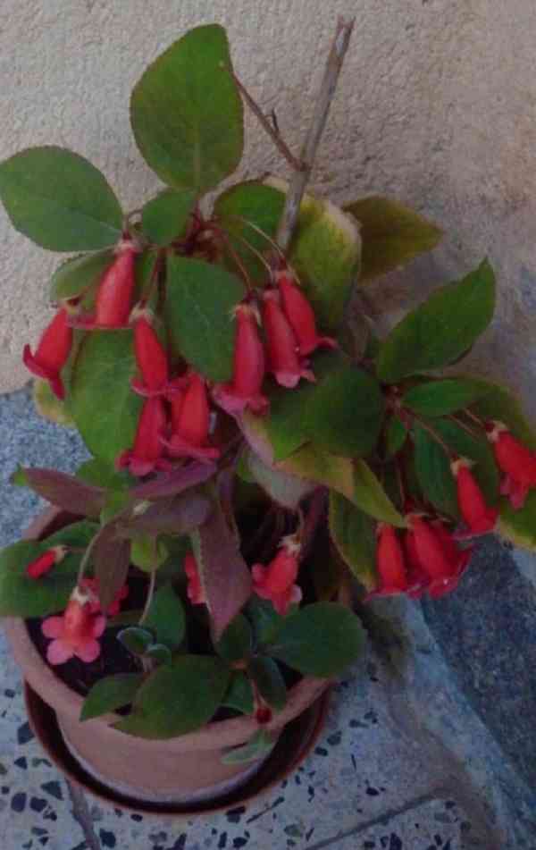 Kohlerie - Kohleria eriantha - rostlina - foto 5