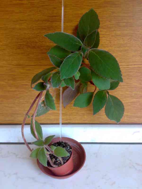 Kohlerie - Kohleria eriantha - rostlina - foto 6