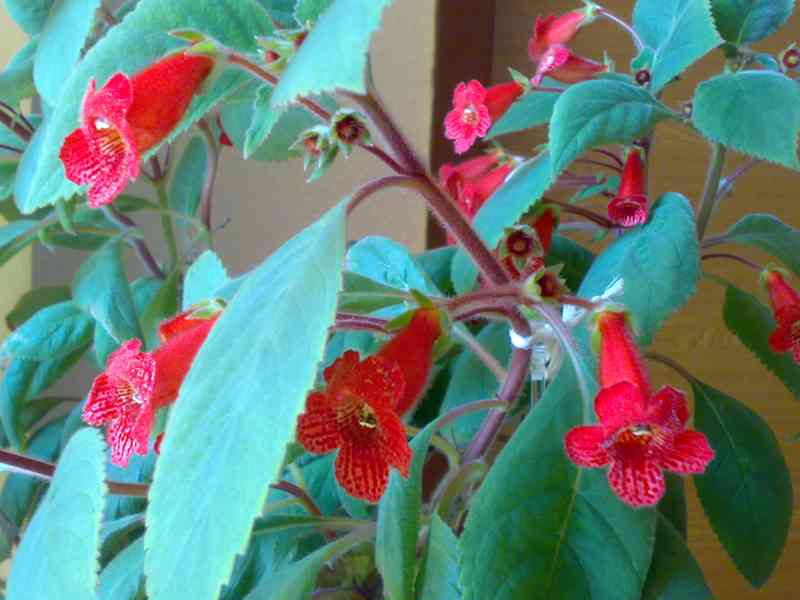 Kohlerie - Kohleria eriantha - rostlina - foto 3