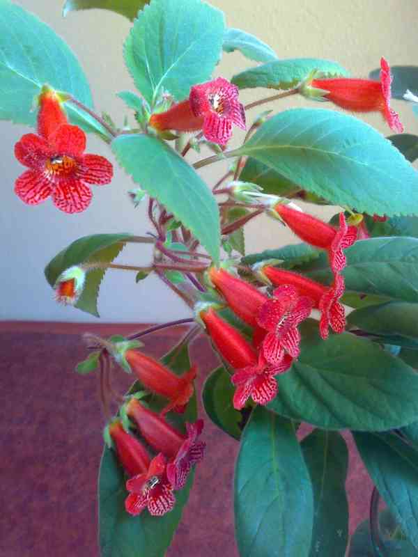 Kohlerie - Kohleria eriantha - rostlina - foto 2