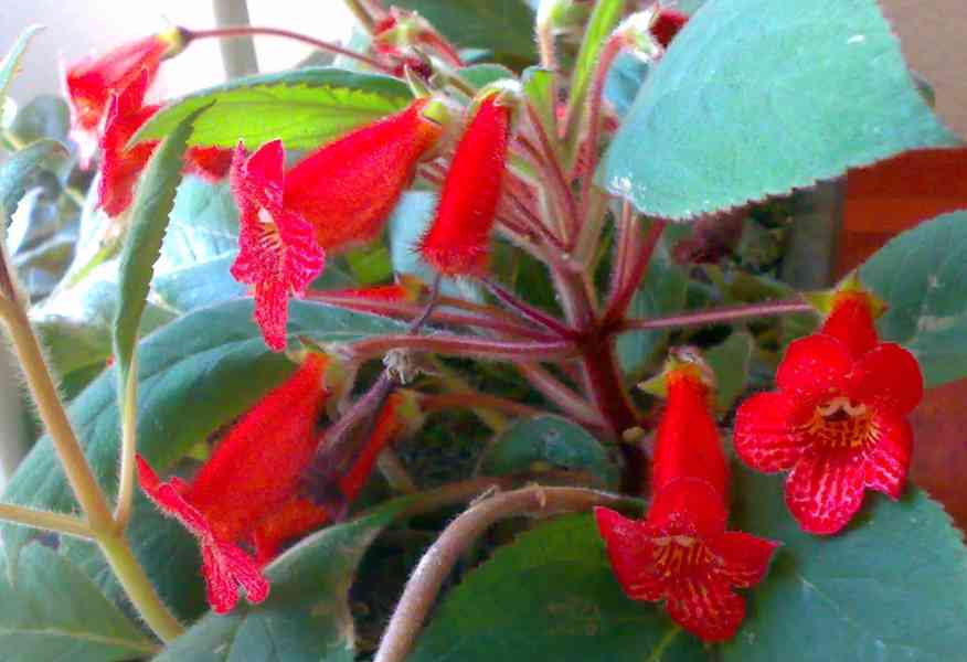 Kohlerie - Kohleria eriantha - rostlina - foto 4