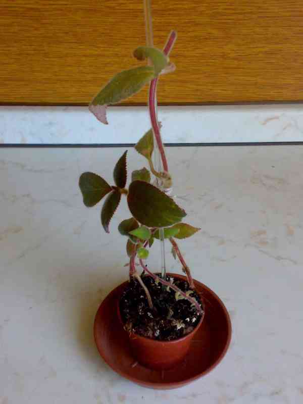 Kohlerie - Kohleria eriantha - rostlina - foto 6