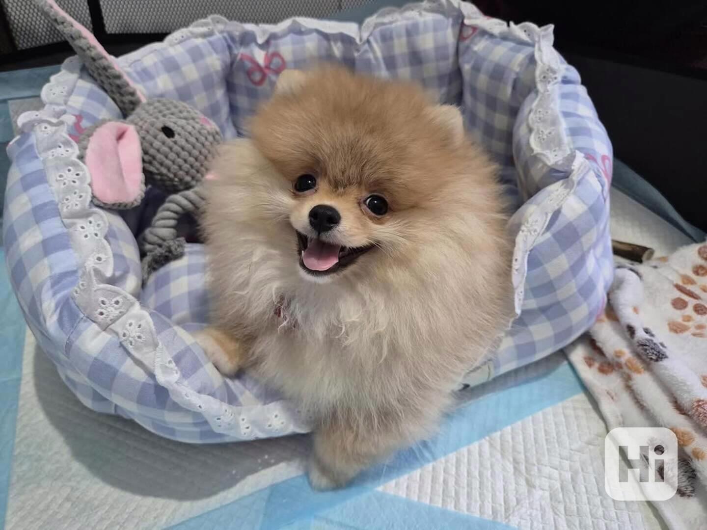 Německý špic trpasličí (Pomeranian) - foto 1
