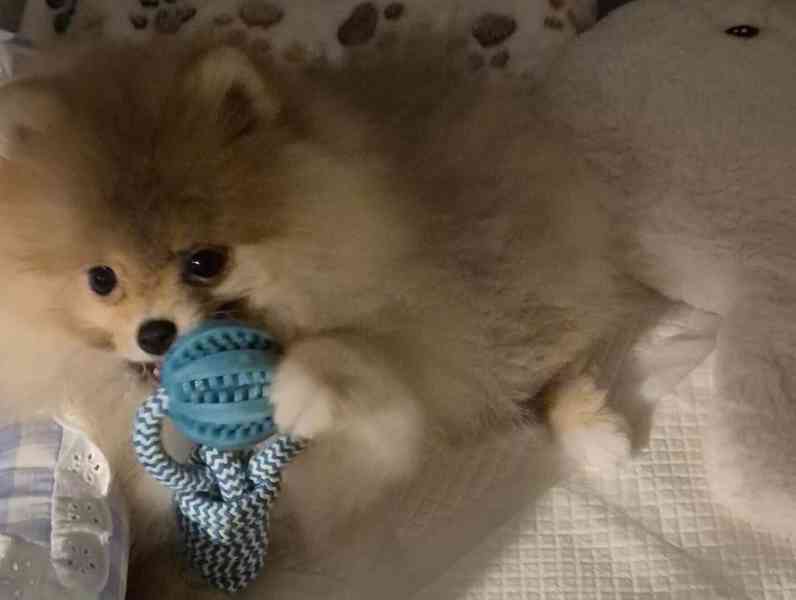 Německý špic trpasličí (Pomeranian) - foto 3
