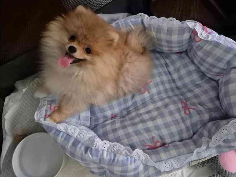 Německý špic trpasličí (Pomeranian) - foto 2