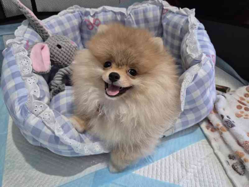 Německý špic trpasličí (Pomeranian) - foto 1