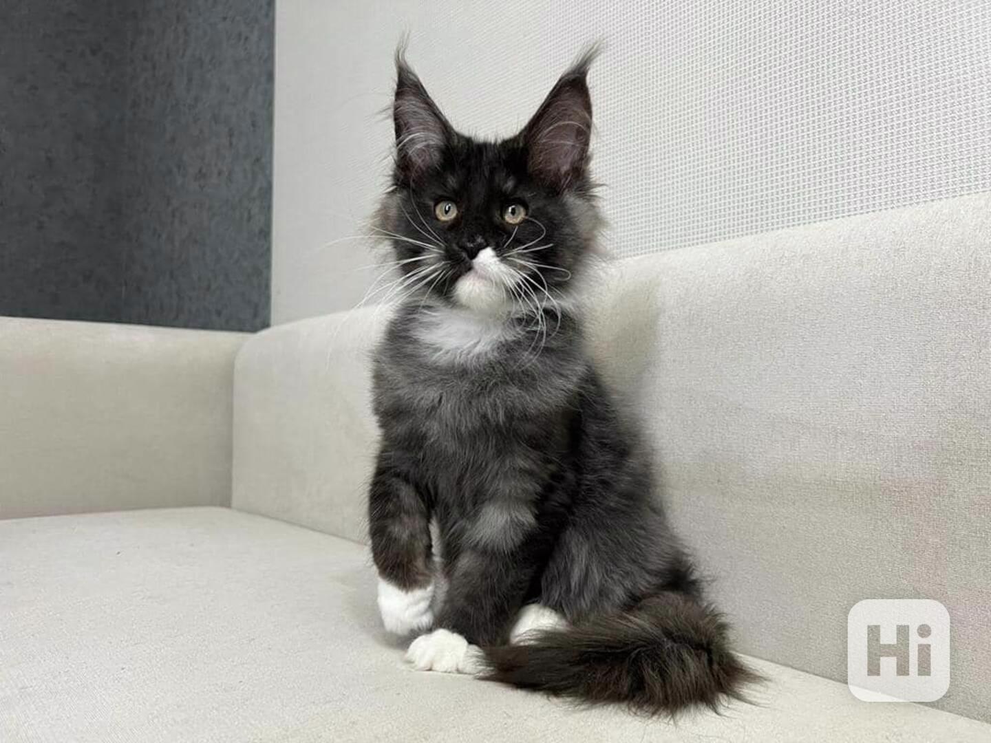 Maine Coon cats - foto 1