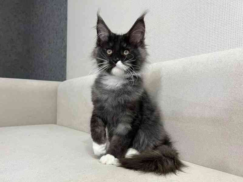 Maine Coon cats - foto 1