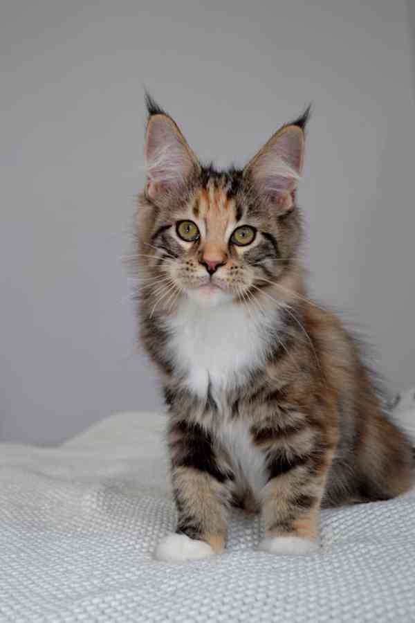 Maine Coon cats - foto 3
