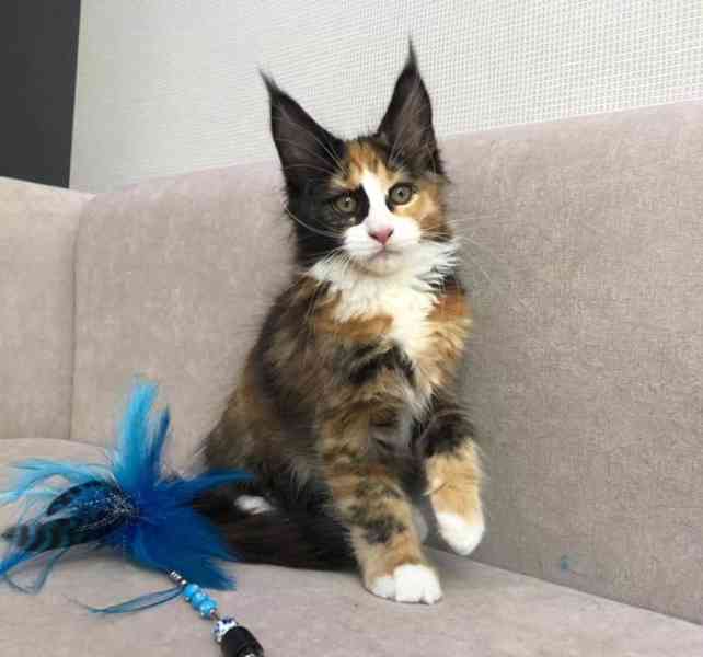 Maine Coon cats - foto 2