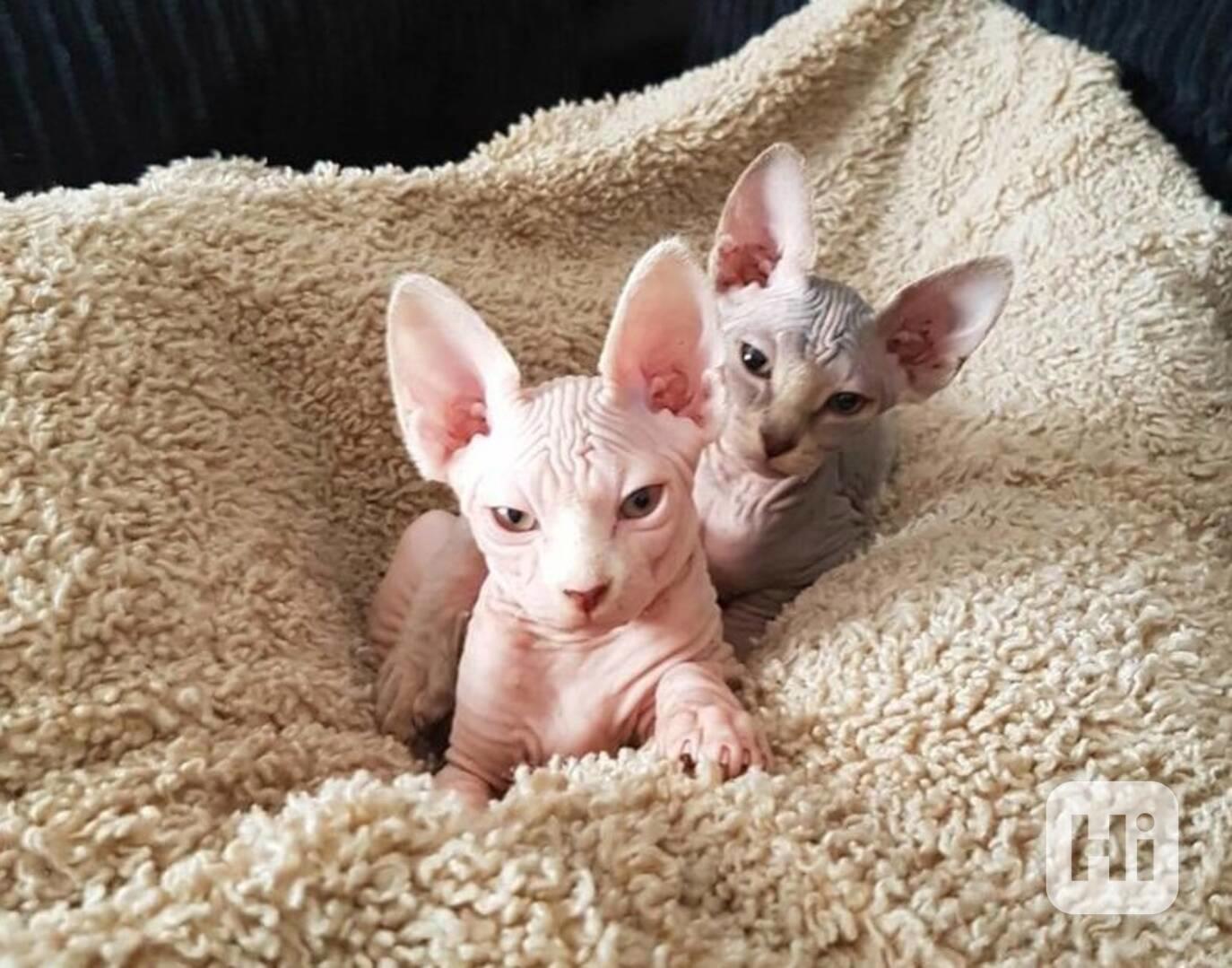 sphynx  koťata s p.p - foto 1