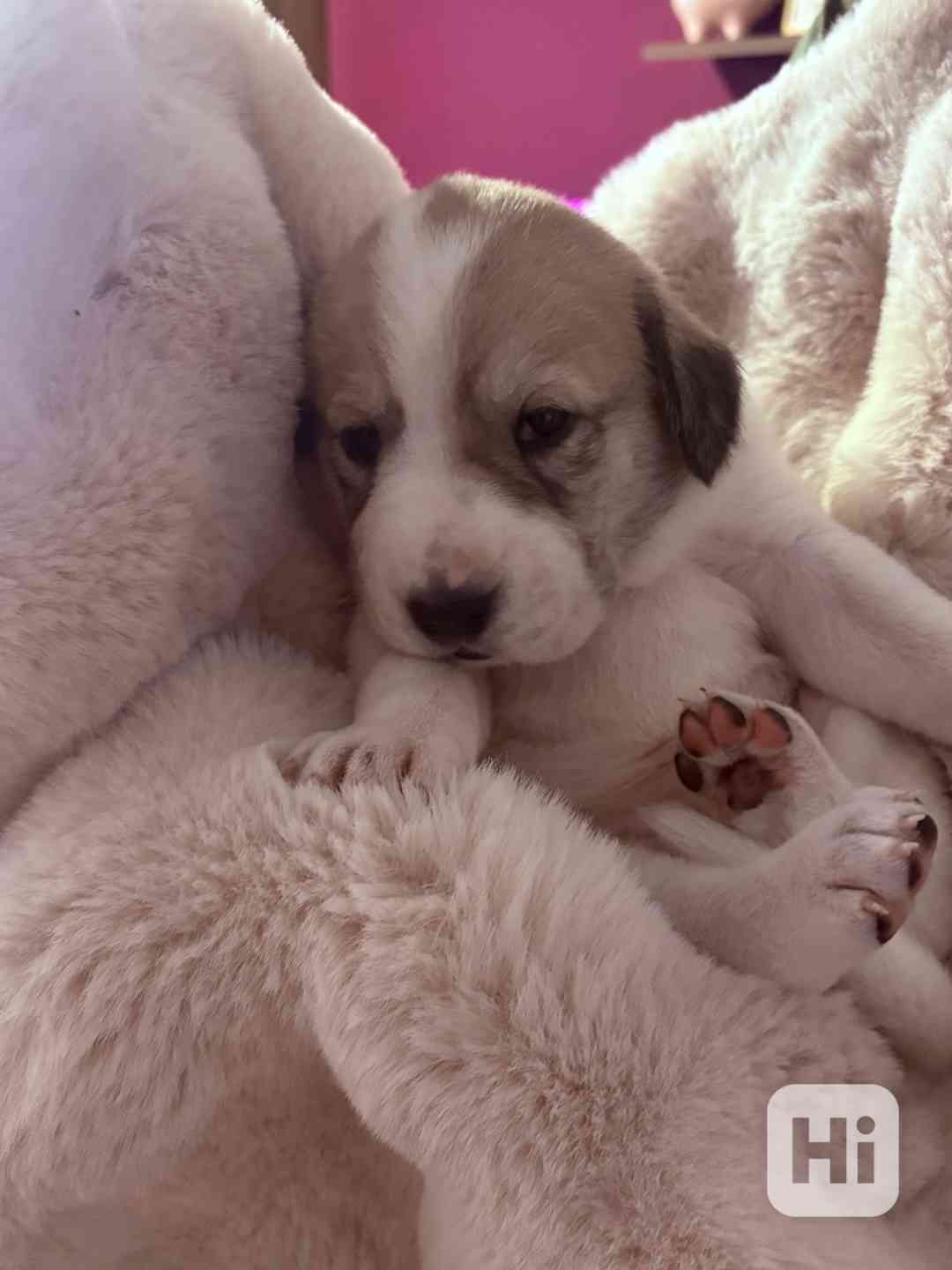 Prodej štěňátek středoasijských pasteveckých - foto 1
