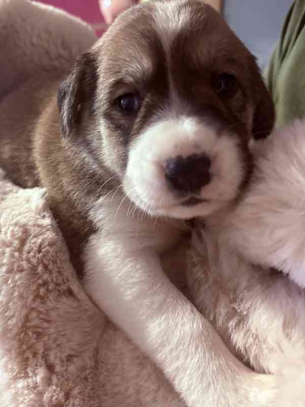 Prodej štěňátek středoasijských pasteveckých - foto 5