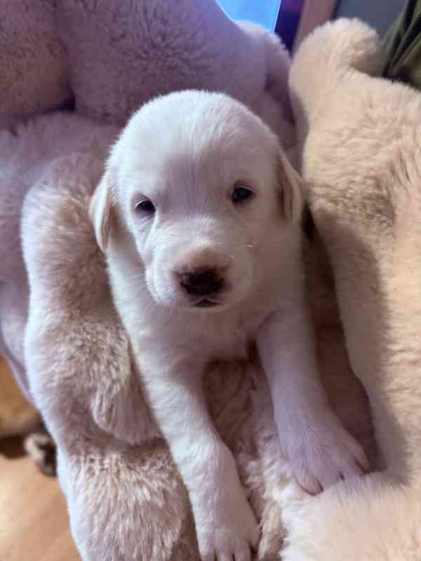 Prodej štěňátek středoasijských pasteveckých - foto 4