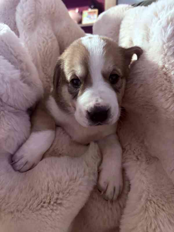 Prodej štěňátek středoasijských pasteveckých - foto 6