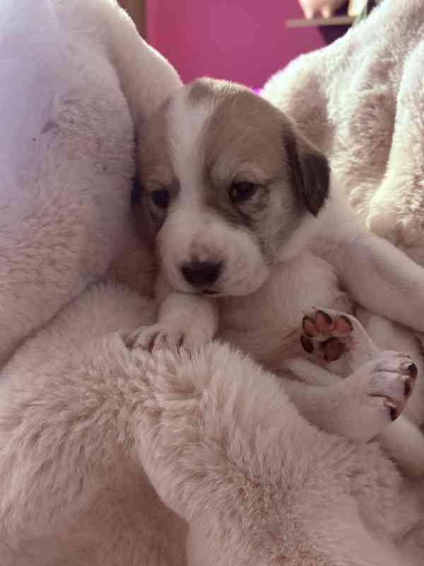 Prodej štěňátek středoasijských pasteveckých - foto 1