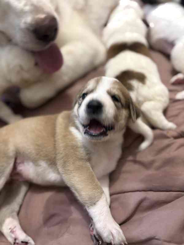 Prodej štěňátek středoasijských pasteveckých - foto 8