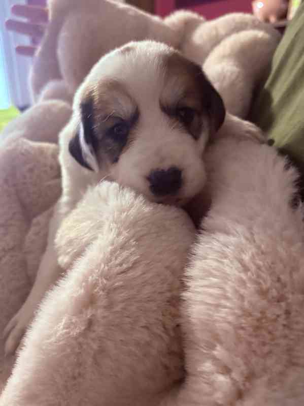 Prodej štěňátek středoasijských pasteveckých - foto 3