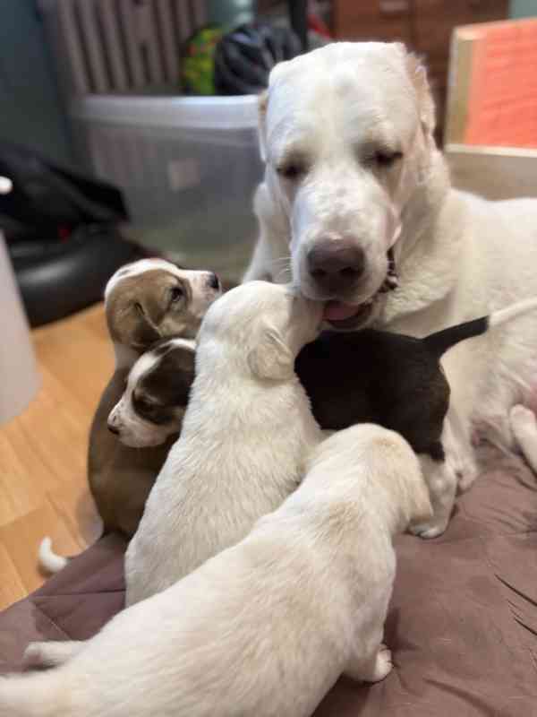 Prodej štěňátek středoasijských pasteveckých - foto 10