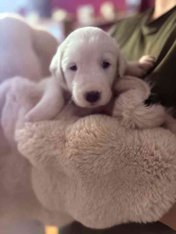 Prodej štěňátek středoasijských pasteveckých - foto 2