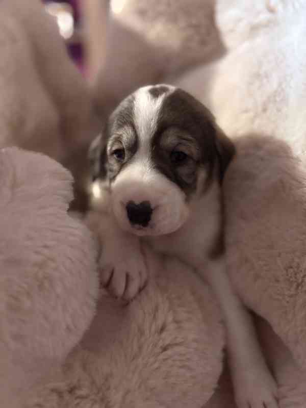 Prodej štěňátek středoasijských pasteveckých - foto 7