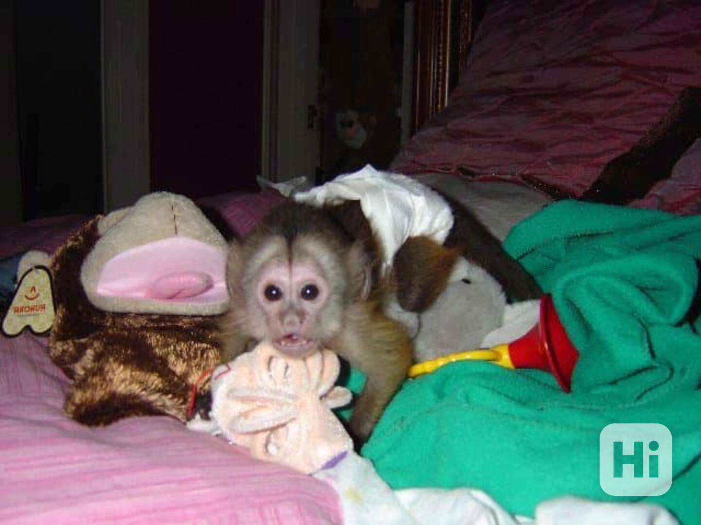 Výcvik kapucínských opic k adopci - foto 1