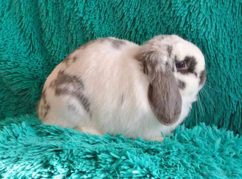 Minilop - králíček - foto 3