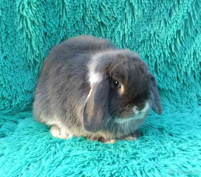 Minilop - králíček - foto 2