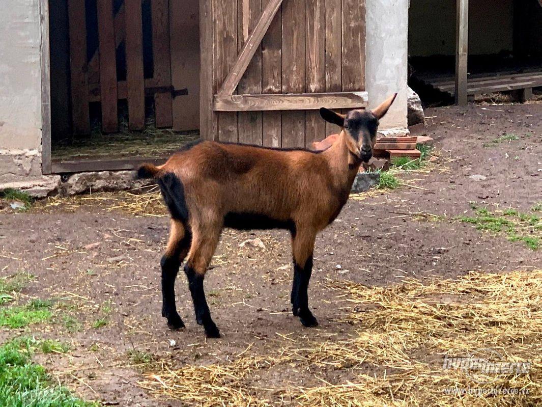 Prodám kozičku plemene hnědá bezrohá 04/20 - foto 1