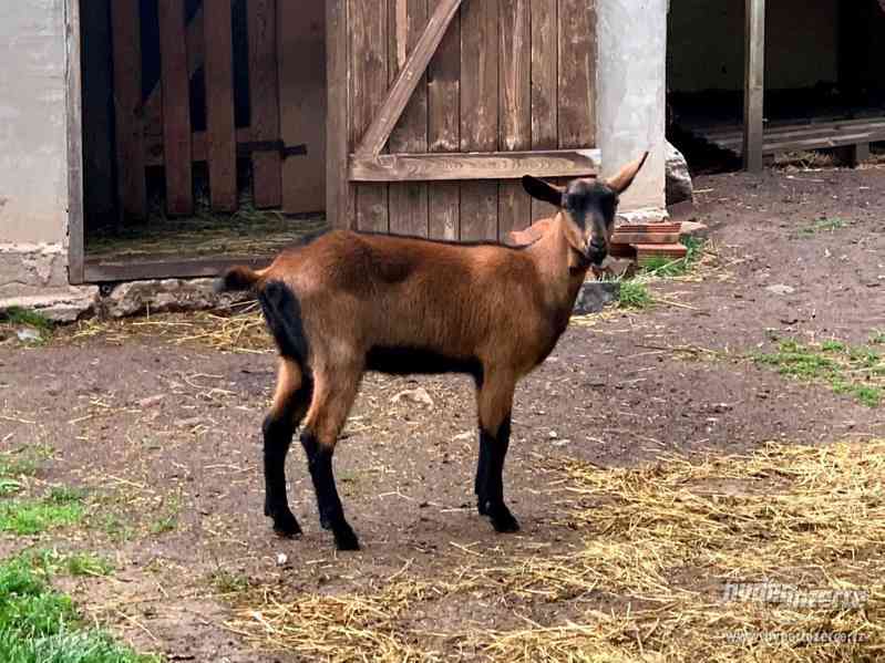 Prodám kozičku plemene hnědá bezrohá 04/20 - foto 1