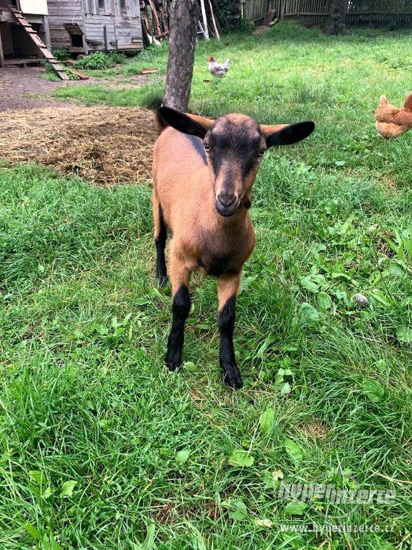 Prodám kozičku plemene hnědá bezrohá 04/20 - foto 2