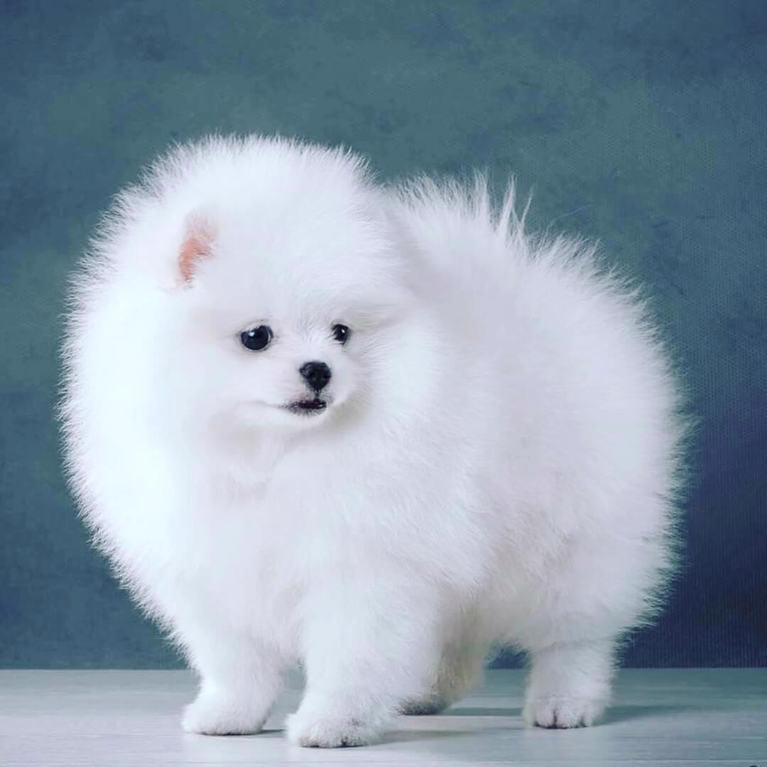 Něm. špic Pomeranian s PP. Fenečka - foto 1