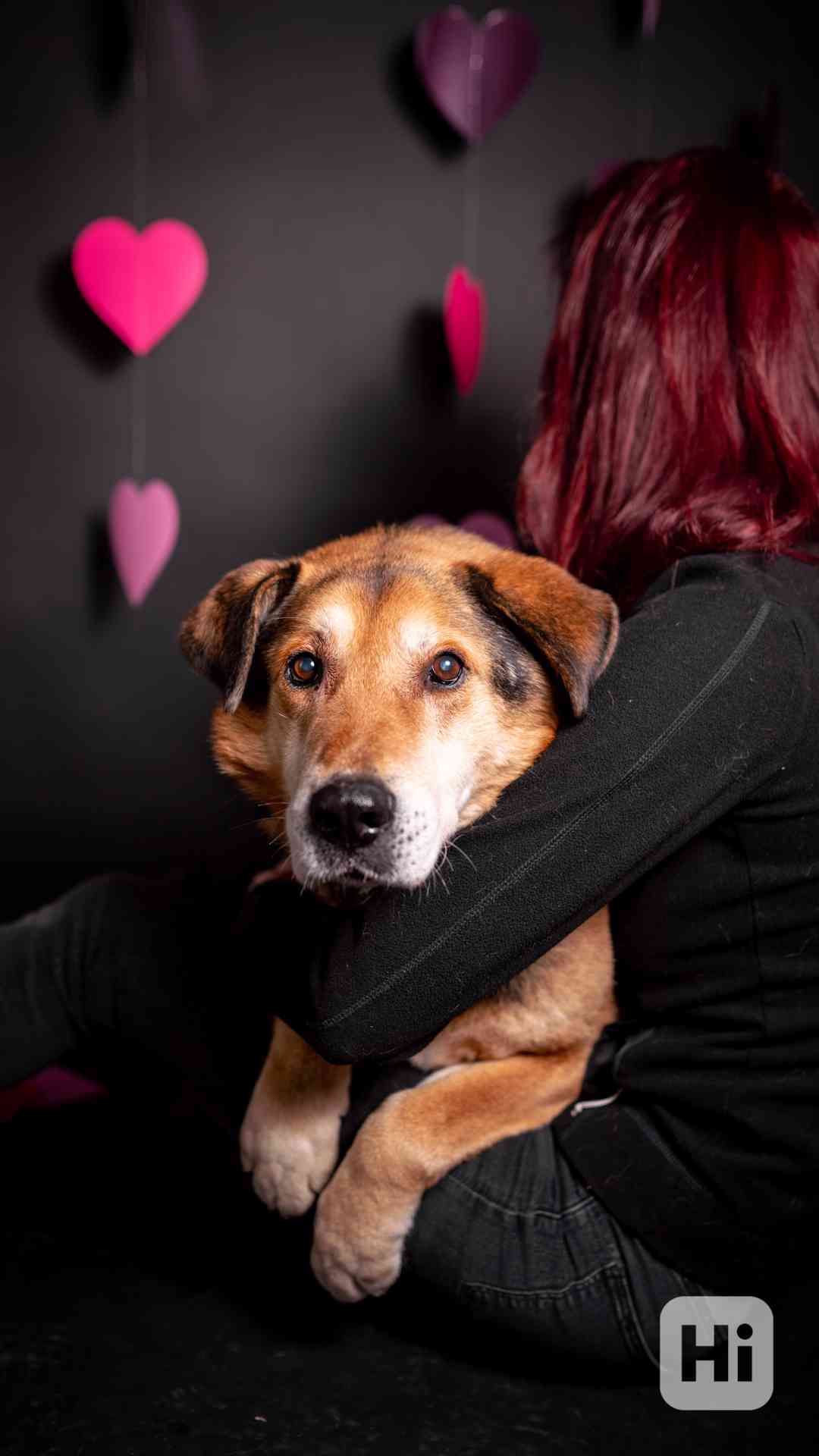 Rex - x ovčák, hodný starší pejsek,  - foto 1